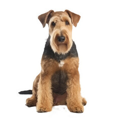 brown terrier isolated on white