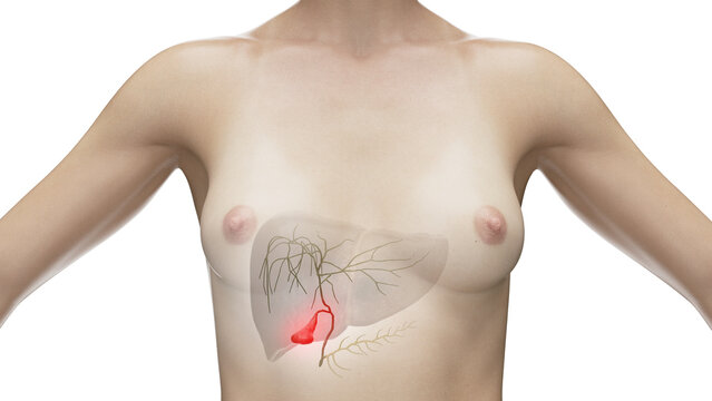 3d illustration of the gallbladder
