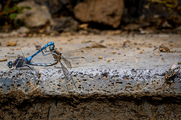 Witness the amazing mating ritual of two Epaulet Skimmer dragonflies (Orthetrum Chrysostigma) at the freshwater spring Fuente del Lugar in Tenerife, while a voyeuristic housefly watches from the side.