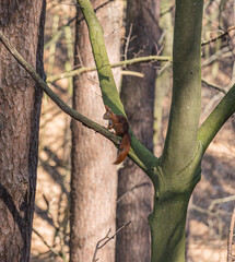 a squirrel on a tree in the forest