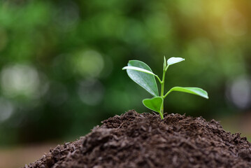 Seedling are growing in the soil and light of the sun. Planting trees to reduce global warming.
