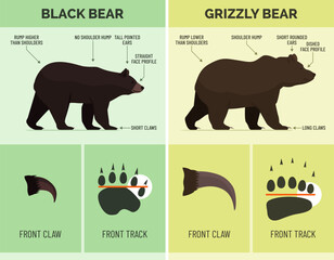 Black bear and Grizzly bear identification - obrazy, fototapety, plakaty