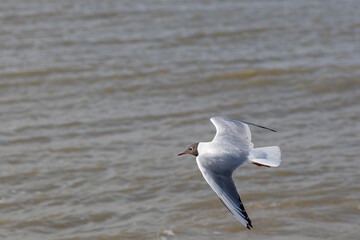 A seagull (larum) flies slightly above the coastline of the North sea with water in the background