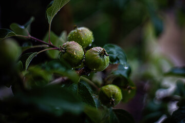 Paradise apples with raindrops