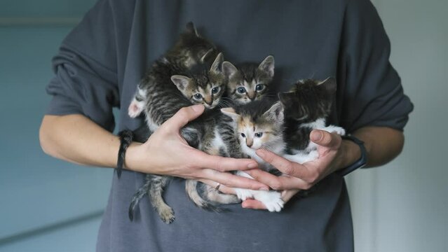 close-up woman holding five kittens in her arms