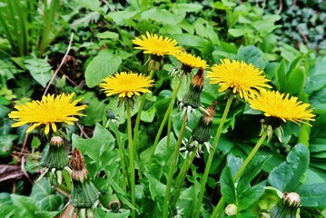 Löwenzahn, Taraxacum, Blüte