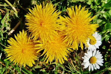 Löwenzahn, Taraxacum, Blüte