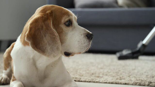 Loose close up of white and brown Beagle dog lying on floor in living room, human vacuuming carpet in background. Dog slightly moving its head, looking at woman. Sofa in background, daytime