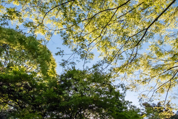 青空に輝く春の公園の緑