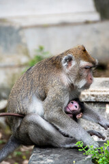 Monkey mother playing with her child