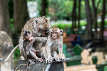 Monkey mother playing with her child