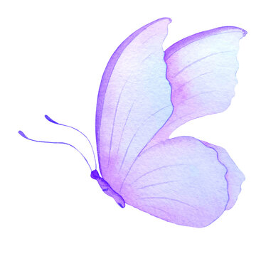 Watercolor illustration purple butterfly, hand-drawn, watercolor paper texture.