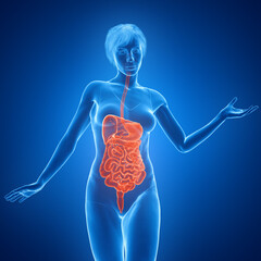 3D Rendered Medical Illustration of Female Anatomy - Digestive tract.