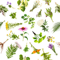 Healing plants with seamless pattern, transparent background - obrazy, fototapety, plakaty