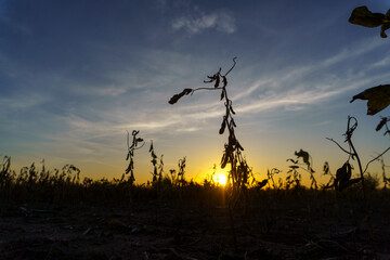 Close-up of a drought-stricken soybean field in Santa Fe, Argentina.