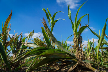 Image of the effect of drought on corn fields.