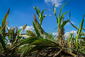 Gordijnen Image of the effect of drought on corn fields. © Patricio