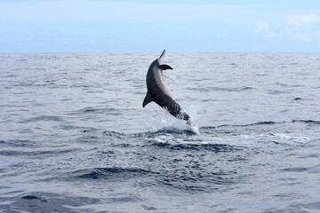 Dolphine jumping out of water