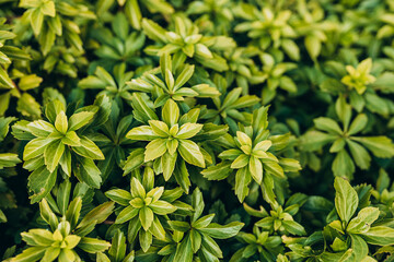 Japanese pachysandra or Pachysandra terminalis. Beautiful nature Green plant background.