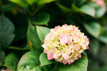 Flowers blossom on sunny day. Flowering hortensia plant. Pink Hydrangea macrophylla blooming in spring or summer in a garden. Web banner, nature background