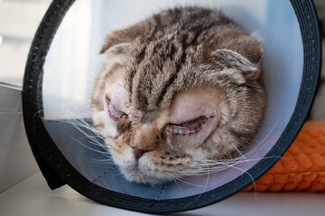 Cat after surgery on the eyes, with stitches on the lower eyelids, in the Elizabethan collar....