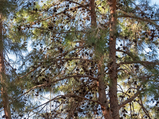 Close-up view of the pine trees with bunch of pine cones