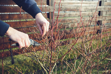 Pruning bilberry bushes in the garden on early spring