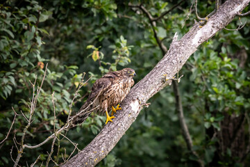 Juvenile Northern Goshawk on a branch along a forest in the rural province of Drenthe - Hunzedal, The Netherlands.