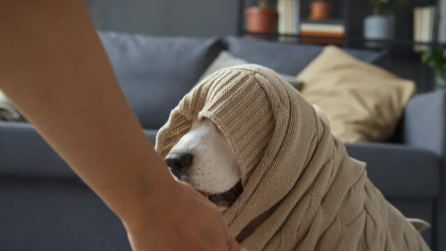 Tight medium shot of Beagle dog covered with beige knitted sweater, only foreface visible, tongue out, trying to give paw to human hand. Daytime, sofa in background