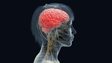 3d rendered medical illustration of a woman's central nervous system. - obrazy, fototapety, plakaty