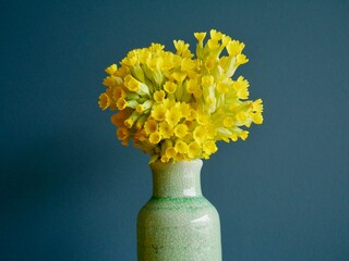 Bunch of wild cowslips in turquoise ceramic vase against petrol blue wall.