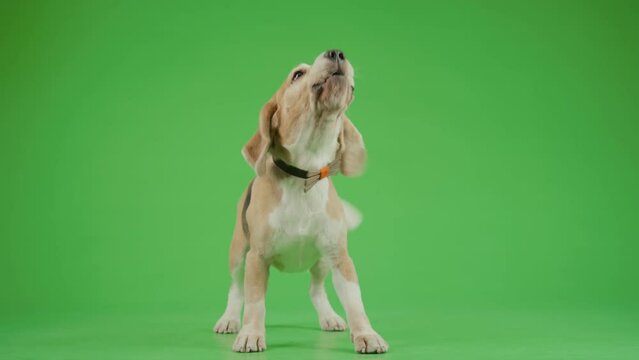 Full front shot of little hare pied Beagle dog in bowtie posing against chroma key background, barking harmlessly, waving its tail, looking bit above and to side, turning back for moment