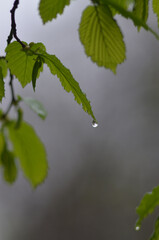 Raindrops on young green leaves