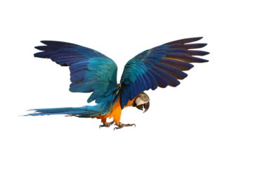 Foto auf Glas Colorful Blue and gold macaw parrot flying isolated on transparent background png file © Passakorn