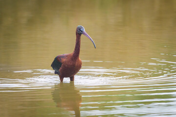 A Glossy Ibis walking in the water looking for food