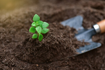 Farmers use planting spoons to scoop seedlings that grow in soil and sunlight. Plant trees to reduce global warming.