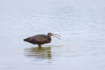 A Glossy Ibis walking in the water looking for food
