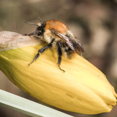 Time To Rest Busy Bee