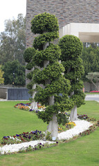 exotic decorative cut tree in summer