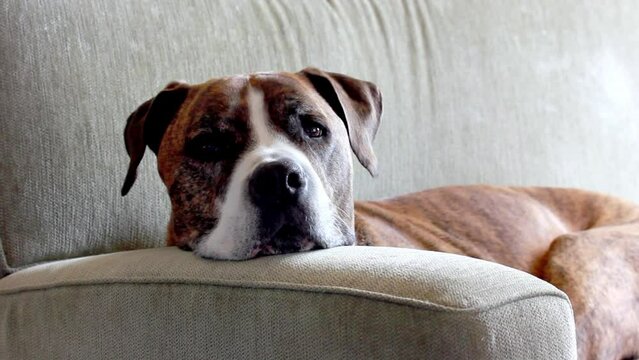 German brown white boxer lying on beige couch. Medium-sized breed of short-haired service clever dog. Big gorgeous canine domestic animal with sad muzzle resting indoors. Home guard. A pet sleeps