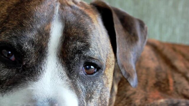 German brown white boxer close up portrait. A breed of short-haired service clever dogs. Big gorgeous canine domestic animal dog with sad muzzle brown eyes resting indoors. Home guard A pet is looking
