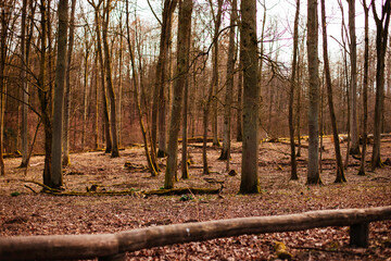 Fallen leaves in autumn dense forest