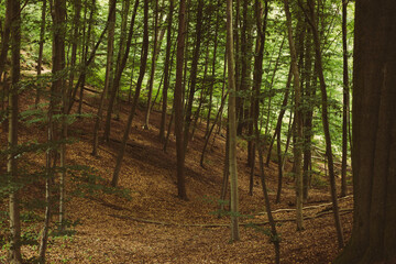 Dense green forest in summer weather