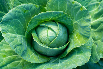 Obraz premium Ripe head of white cabbage close-up
