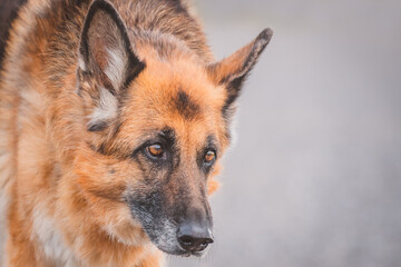 Deutscher Schäferhund