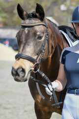 Turnierpony | Turnierpferd