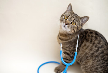 tabby cat isolated with surgical gloves and stethoscope on light ivory background.mock up for vet...