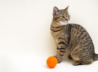 cat isolated with spikey massage orange ball on light ivory beige background.mock up free space for...