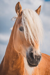 Haflinger