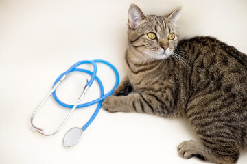 tabby cat isolated with surgical gloves and stethoscope on light ivory background.mock up for vet hospital.visit check up at veterinary, advertising banner.angry upset scared kitten kitty